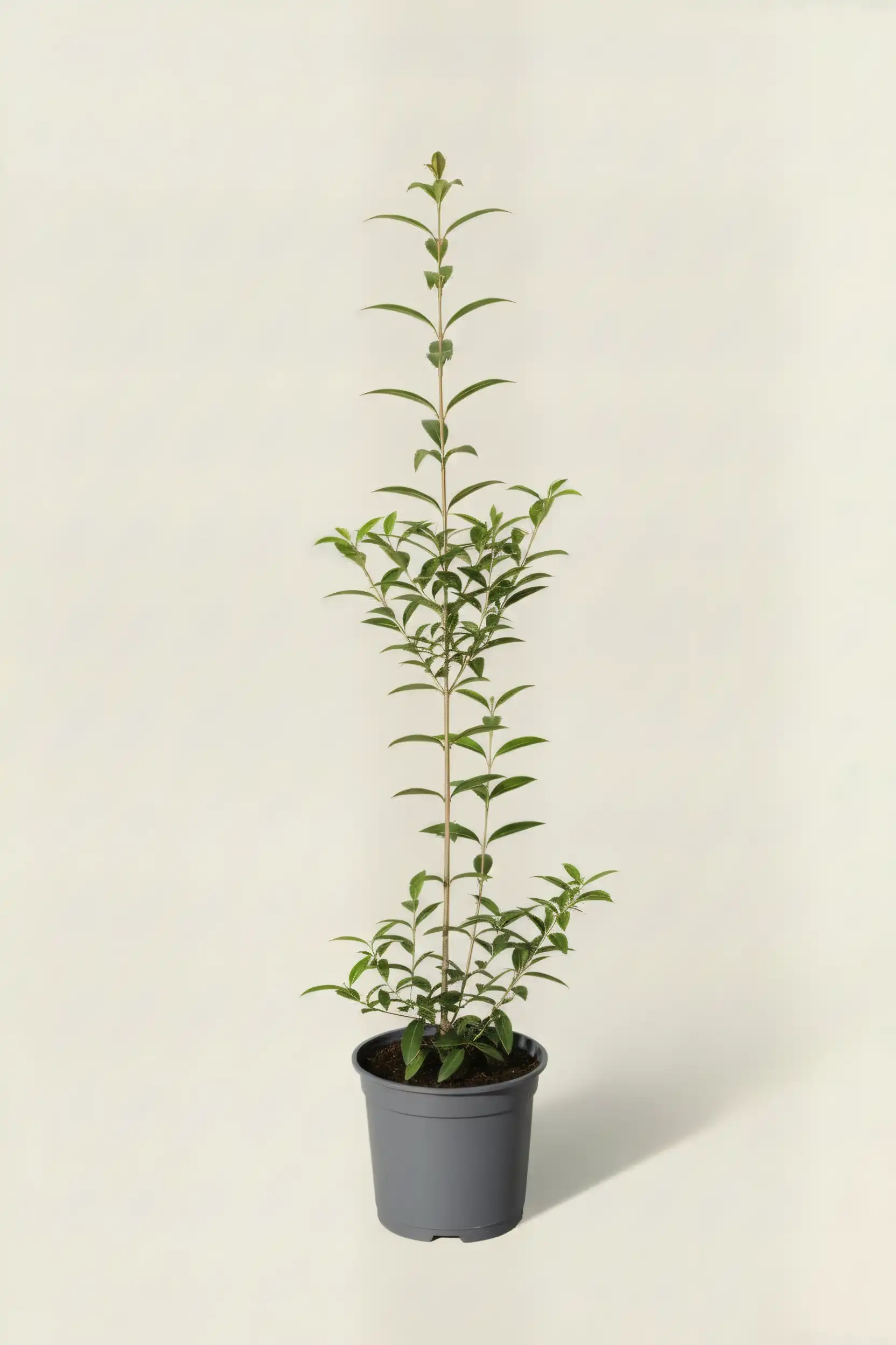 Liguster liga häck Budgetpack i kruka 60-100cm - Ger omedelbar insynsskydd