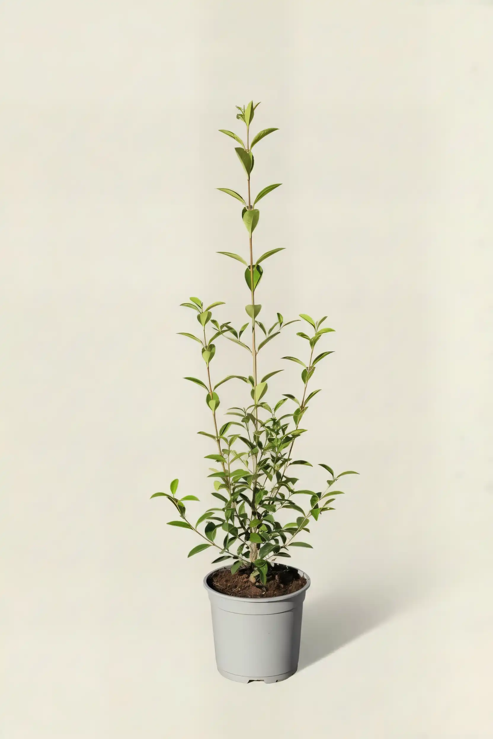 Bredbladig liguster häck Budgetpack i kruka 60-100cm - Ger omedelbar insynsskydd