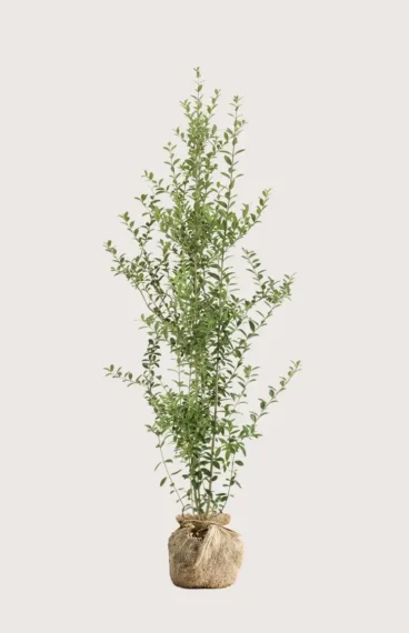 Liguster liga häck Budgetpack med rotklump 160-200cm - Ger omedelbar insynsskydd