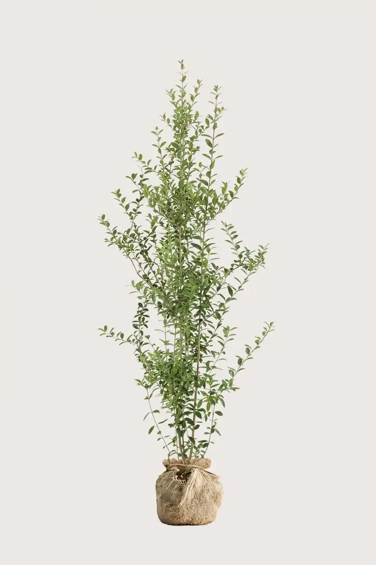 Liguster liga häck Budgetpack med rotklump 160-200cm - Ger omedelbar insynsskydd