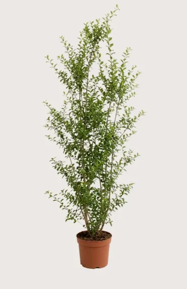 Liguster liga häck Budgetpack i kruka 200-240cm - Ger omedelbar insynsskydd