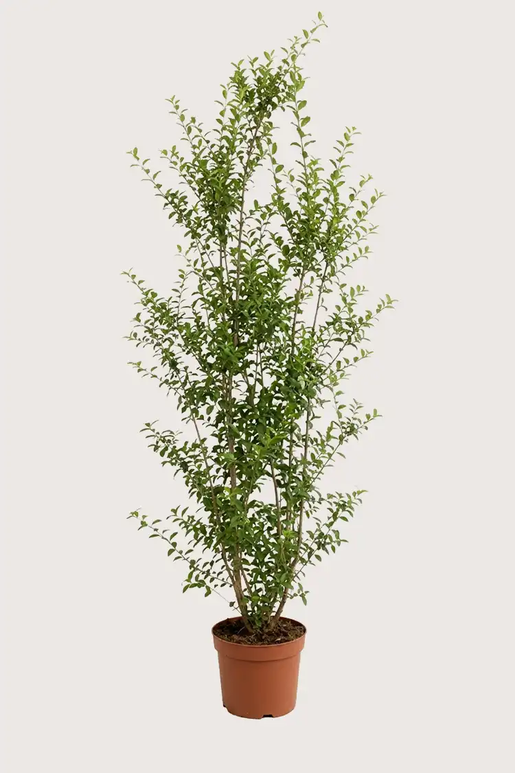 Liguster liga häck Budgetpack i kruka 200-240cm - Ger omedelbar insynsskydd