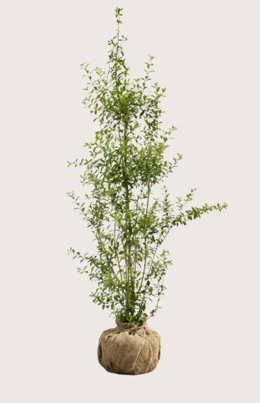 Liguster liga häck Budgetpack med rotklump 200-240cm - Ger omedelbar insynsskydd
