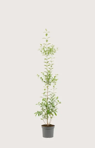 Bredbladig liguster häck Budgetpack i kruka 120-160cm - Ger omedelbar insynsskydd