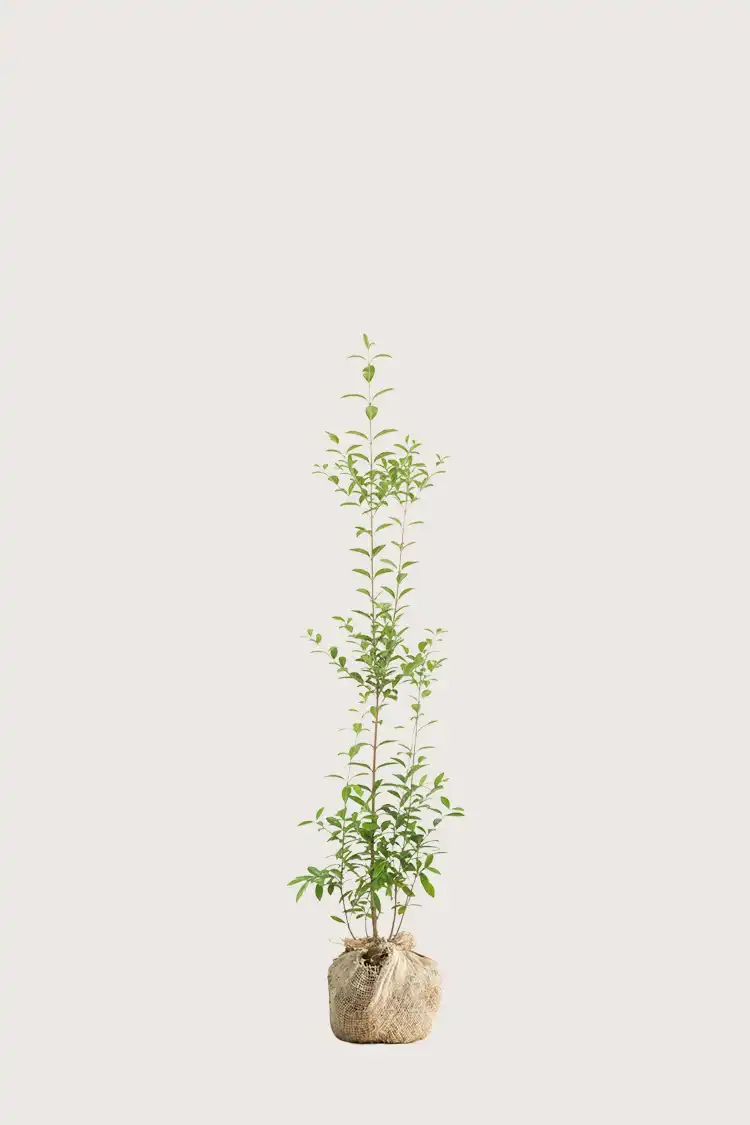 Bredbladig liguster häck Budgetpack med rotklump 120-160cm - Ger omedelbar insynsskydd