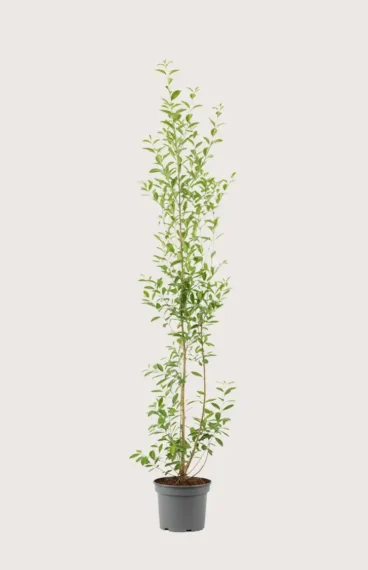 Bredbladig liguster häck Budgetpack i kruka 160-200cm - Ger omedelbar insynsskydd