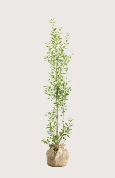 Bredbladig liguster häck Budgetpack med rotklump 160-200cm - Ger omedelbar insynsskydd