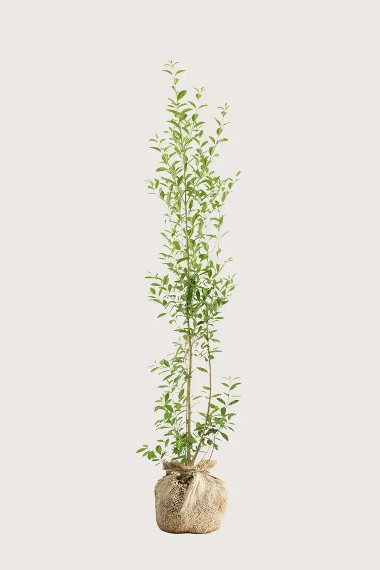 Bredbladig liguster häck Budgetpack med rotklump 160-200cm - Ger omedelbar insynsskydd