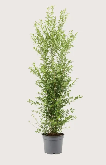 Bredbladig liguster häck Budgetpack i kruka 200-240cm - Ger omedelbar insynsskydd