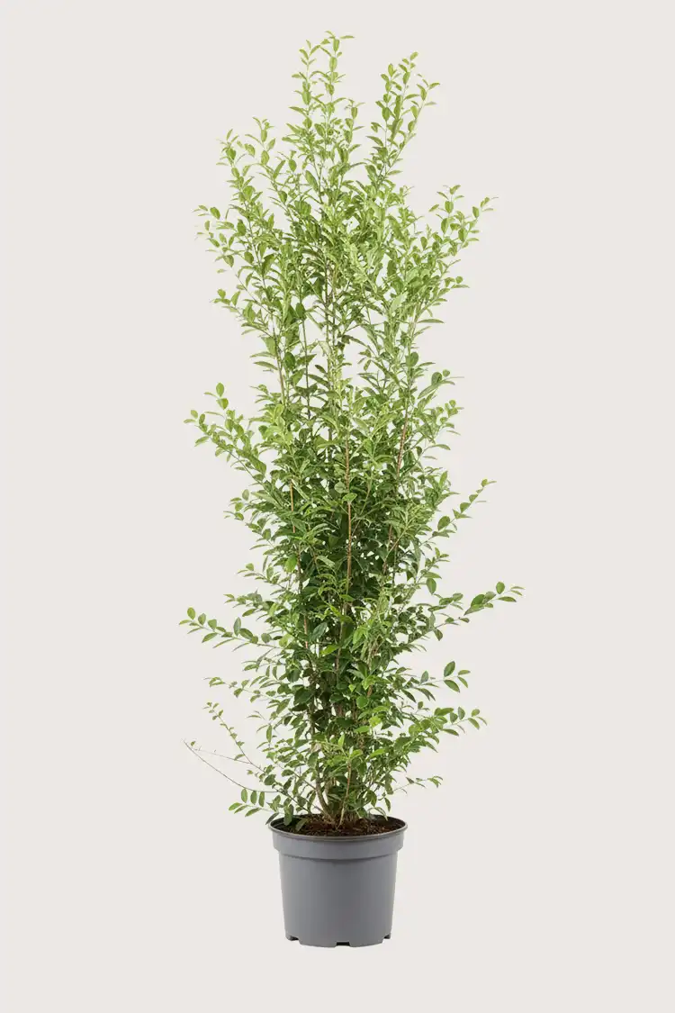 Bredbladig liguster häck Budgetpack i kruka 200-240cm - Ger omedelbar insynsskydd
