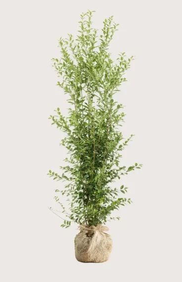 Bredbladig liguster häck Budgetpack med rotklump 200-240cm - Ger omedelbar insynsskydd
