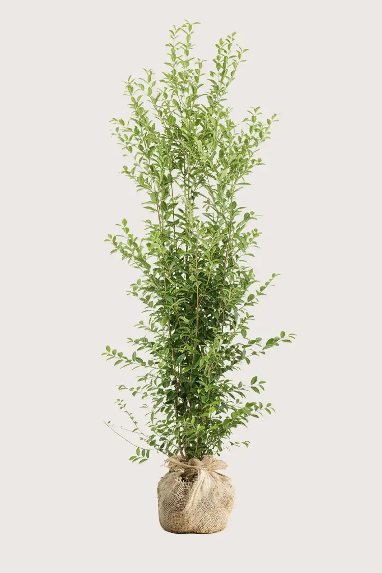Bredbladig liguster häck Budgetpack med rotklump 200-240cm - Ger omedelbar insynsskydd