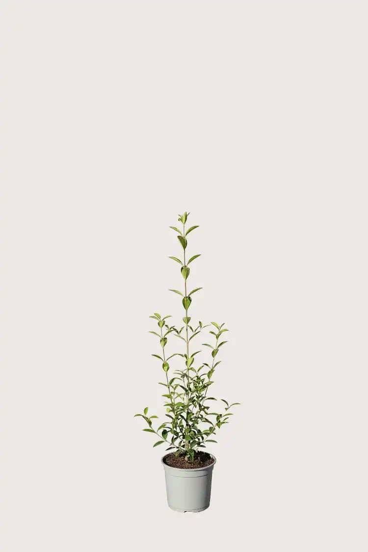 Bredbladig liguster häck Budgetpack i kruka 40-80cm - Ger omedelbar insynsskydd