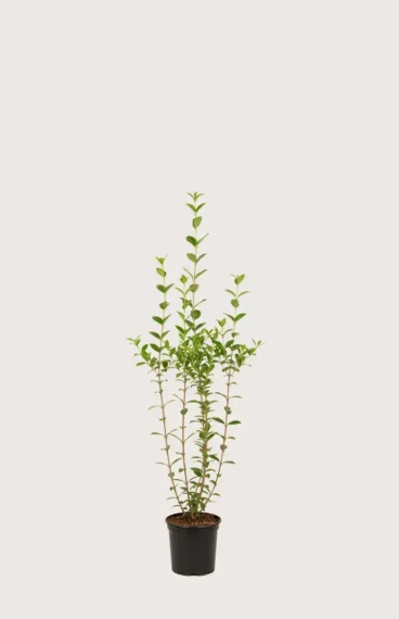 Bredbladig liguster häck Budgetpack i kruka 80-120cm - Ger omedelbar insynsskydd