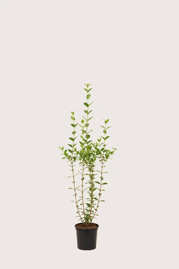 Bredbladig liguster häck Budgetpack i kruka 80-120cm - Ger omedelbar insynsskydd