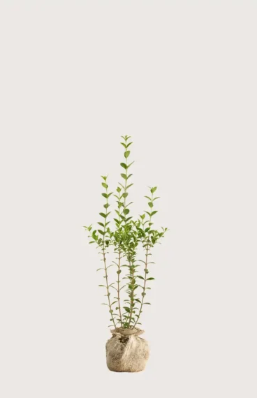 Bredbladig liguster häck Budgetpack med rotklump 80-120cm - Ger omedelbar insynsskydd