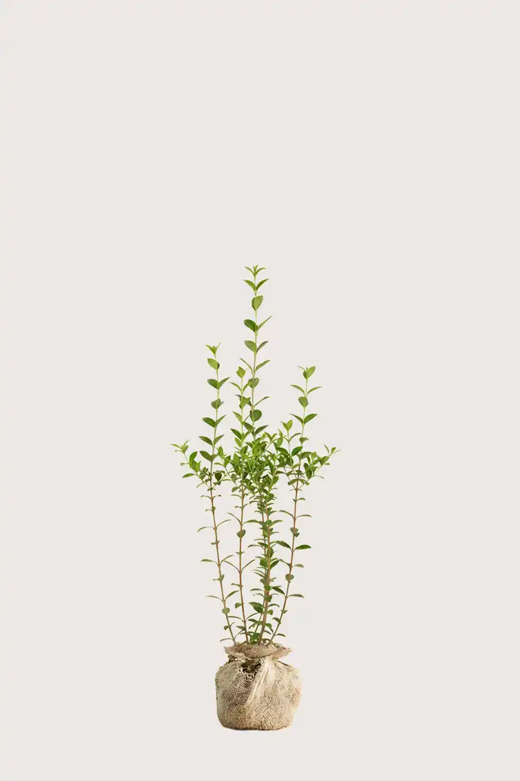 Bredbladig liguster häck Budgetpack med rotklump 80-120cm - Ger omedelbar insynsskydd