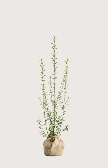 Vintergrön Liguster häck Budgetpack med rotklump 120-160cm - Ger omedelbar insynsskydd