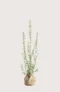 Vintergrön Liguster häck Budgetpack med rotklump 120-160cm - Ger omedelbar insynsskydd