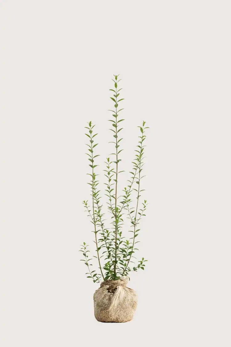 Vintergrön Liguster häck Budgetpack med rotklump 120-160cm - Ger omedelbar insynsskydd