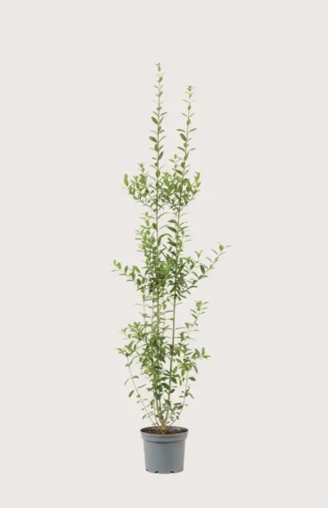 Vintergrön Liguster häck Budgetpack i kruka 160-200cm - Ger omedelbar insynsskydd