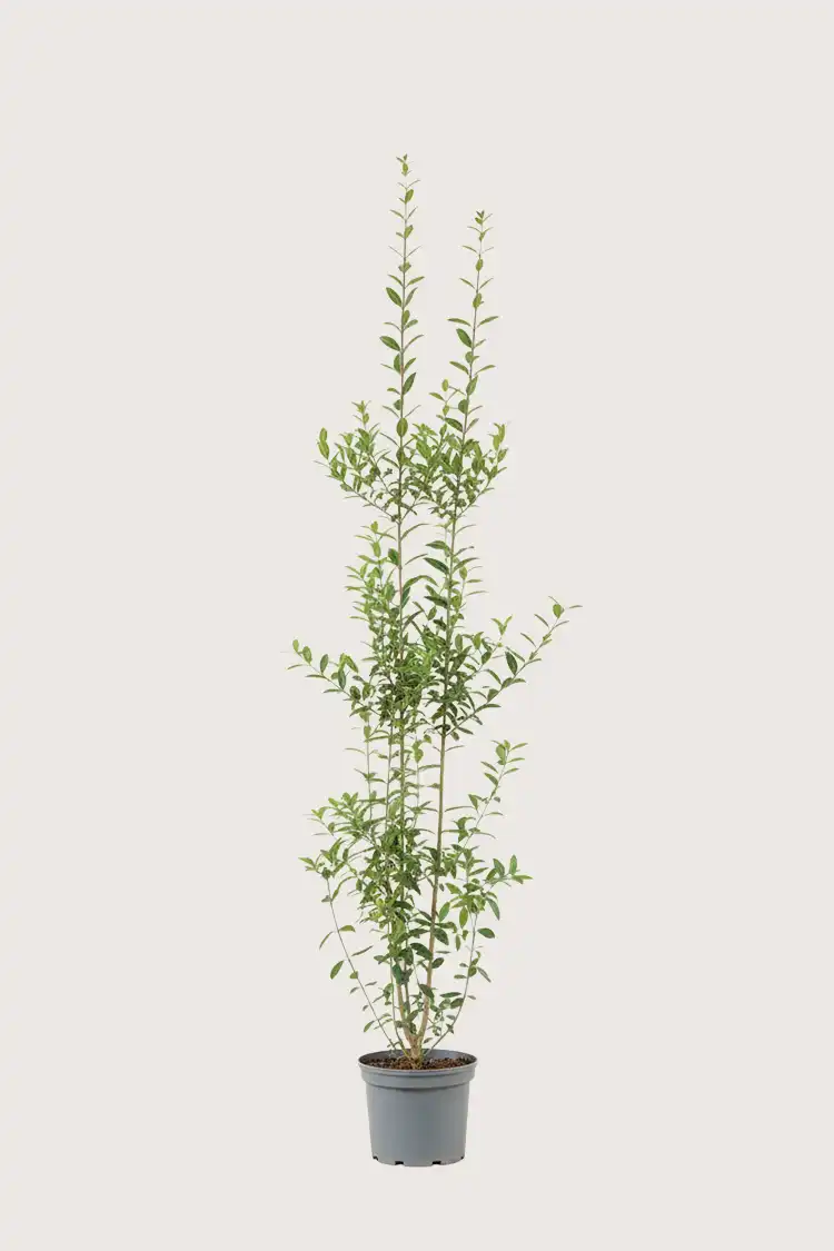 Vintergrön Liguster häck Budgetpack i kruka 160-200cm - Ger omedelbar insynsskydd