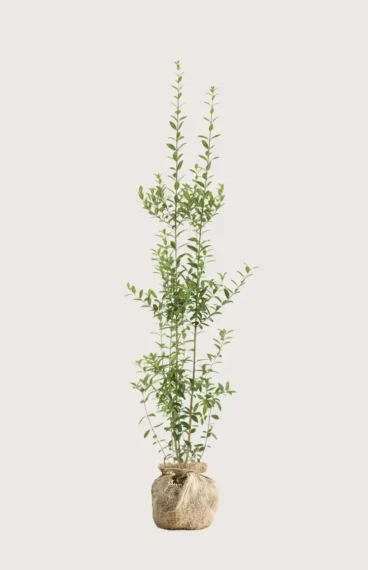 Vintergrön Liguster häck Budgetpack med rotklump 160-200cm - Ger omedelbar insynsskydd