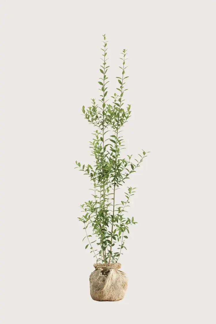 Vintergrön Liguster häck Budgetpack med rotklump 160-200cm - Ger omedelbar insynsskydd