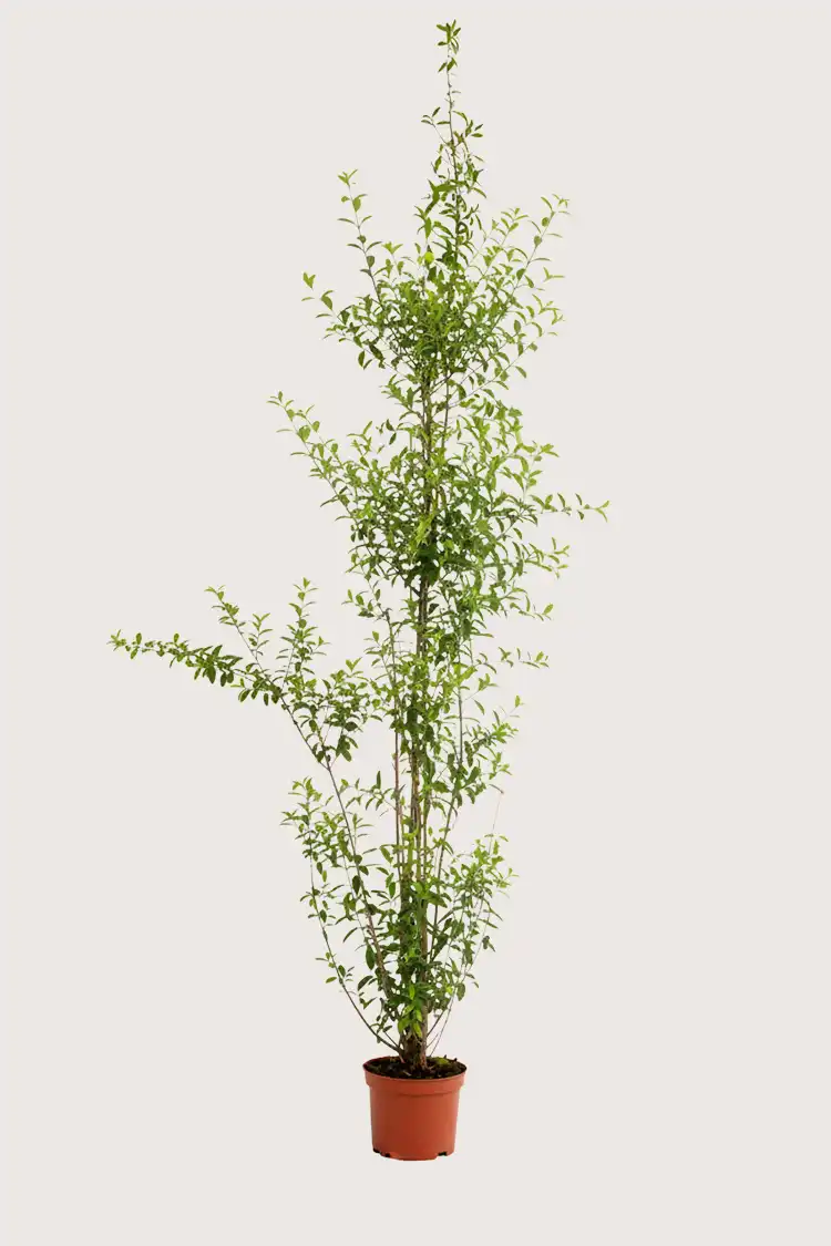 Vintergrön Liguster häck Budgetpack i kruka 200-240cm - Ger omedelbar insynsskydd
