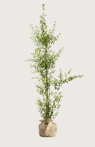 Vintergrön Liguster häck Budgetpack med rotklump 200-240cm - Ger omedelbar insynsskydd