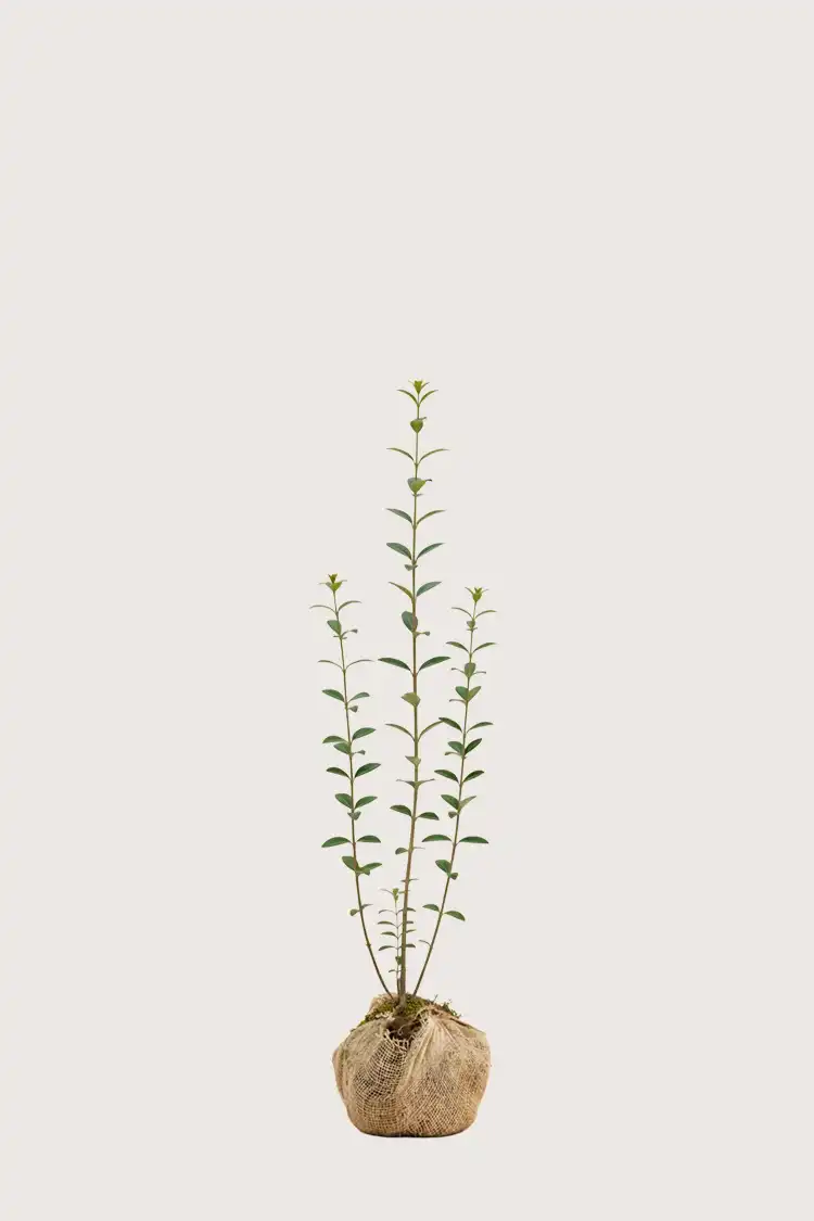 Vintergrön Liguster häck Budgetpack i kruka 120-160cm - Ger omedelbar insynsskydd