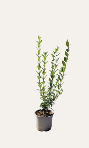 Vintergrön Liguster kruka