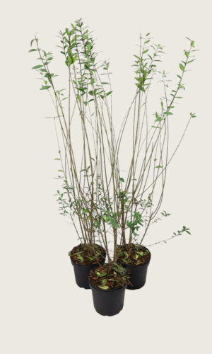 Vintergrön Liguster kruka