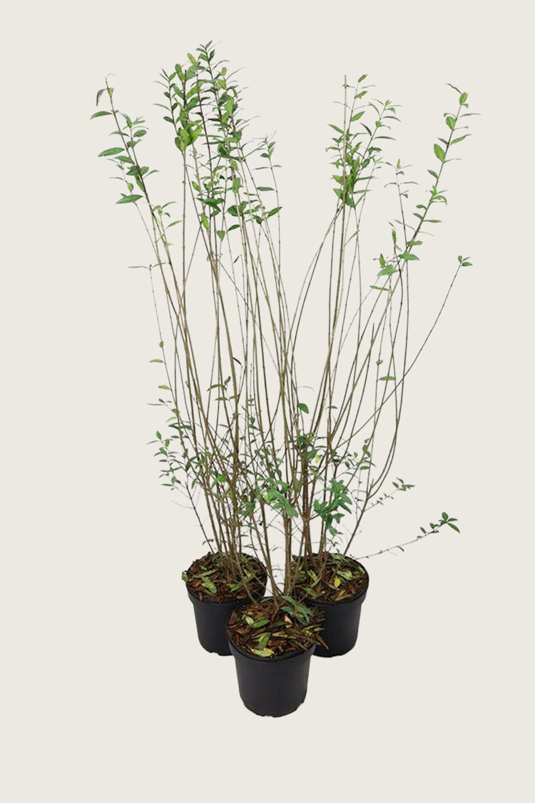 Vintergrön Liguster kruka