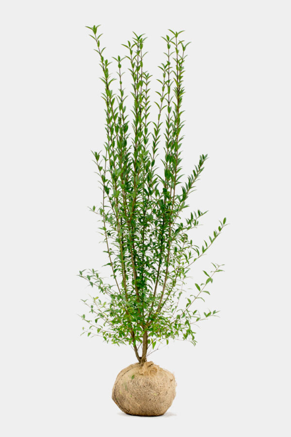 Vintergrön Liguster rotklump 140-180cm 30-pack