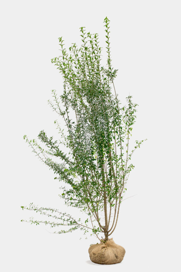 Vintergrön Liguster rotklump 180-220cm 25-pack