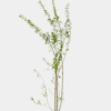 Vintergrön Liguster kruka 180-220cm 25-pack