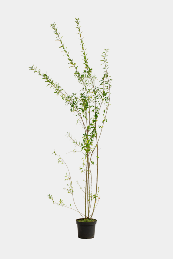 Vintergrön Liguster kruka 180-220cm 25-pack