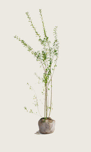 Vintergrön Liguster rotklump