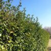 Vintergrön Liguster kruka 180-220cm 25-pack