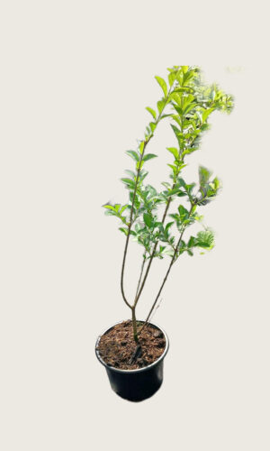 Bredbladig Liguster kruka