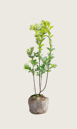 Bredbladig Liguster rotklump