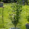 Bredbladig Liguster rotklump 100-140cm 50-pack