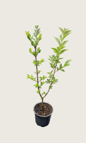 Bredbladig Liguster kruka