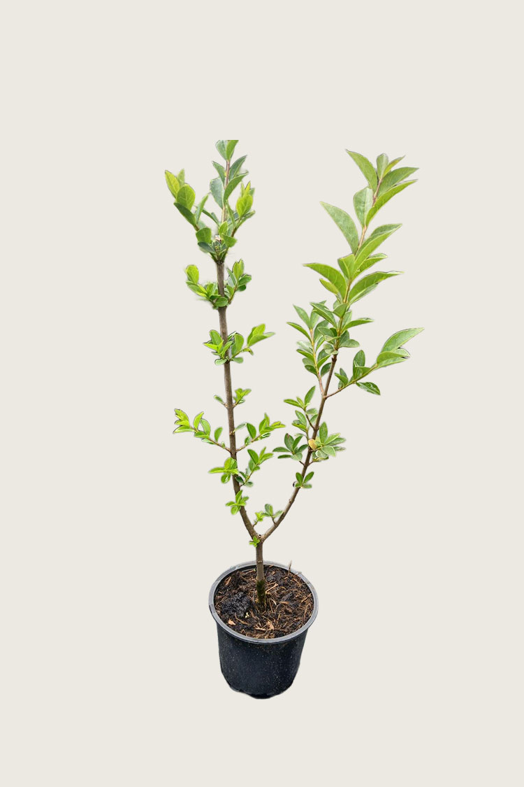 Bredbladig Liguster kruka