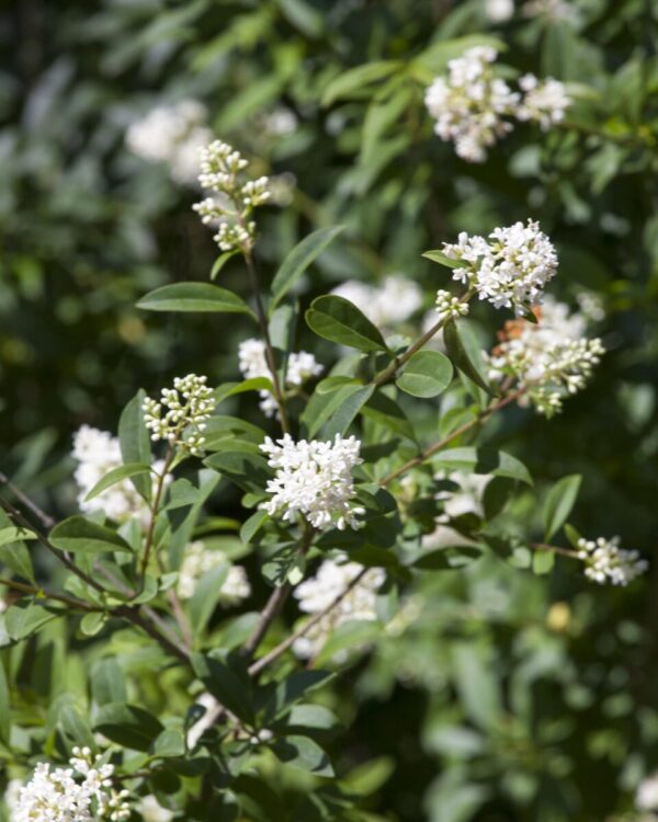 Bredbladig liguster Rotklump 140-180cm Geniuspack - Bild 2