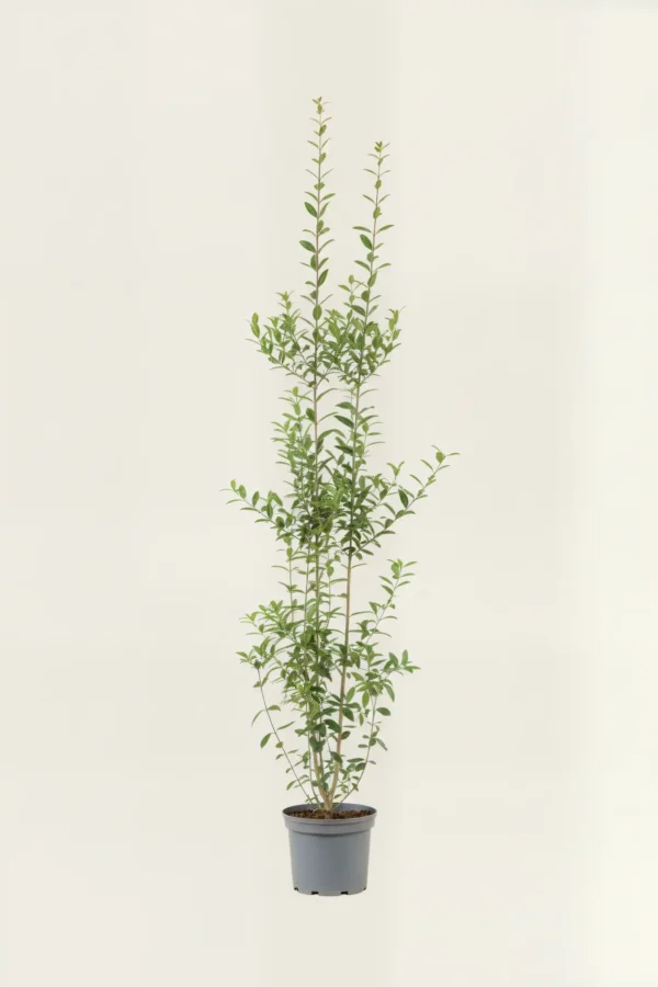 Liguster liga häck Budgetpack i kruka 180-220cm - Ger omedelbar insynsskydd