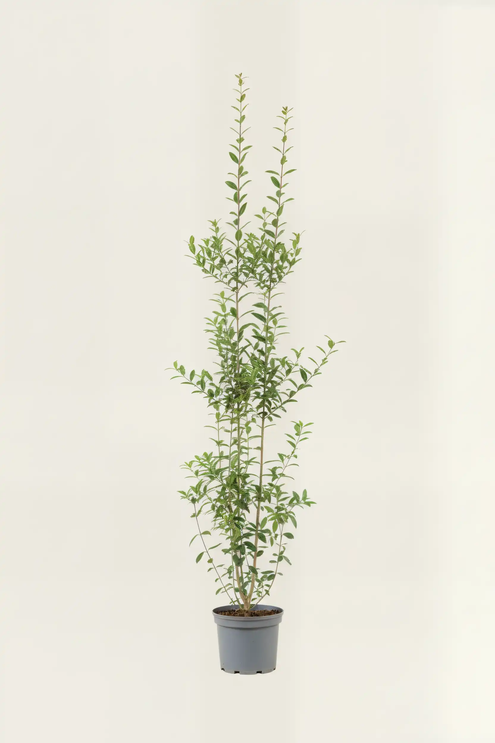 Liguster liga häck Budgetpack i kruka 180-220cm - Ger omedelbar insynsskydd