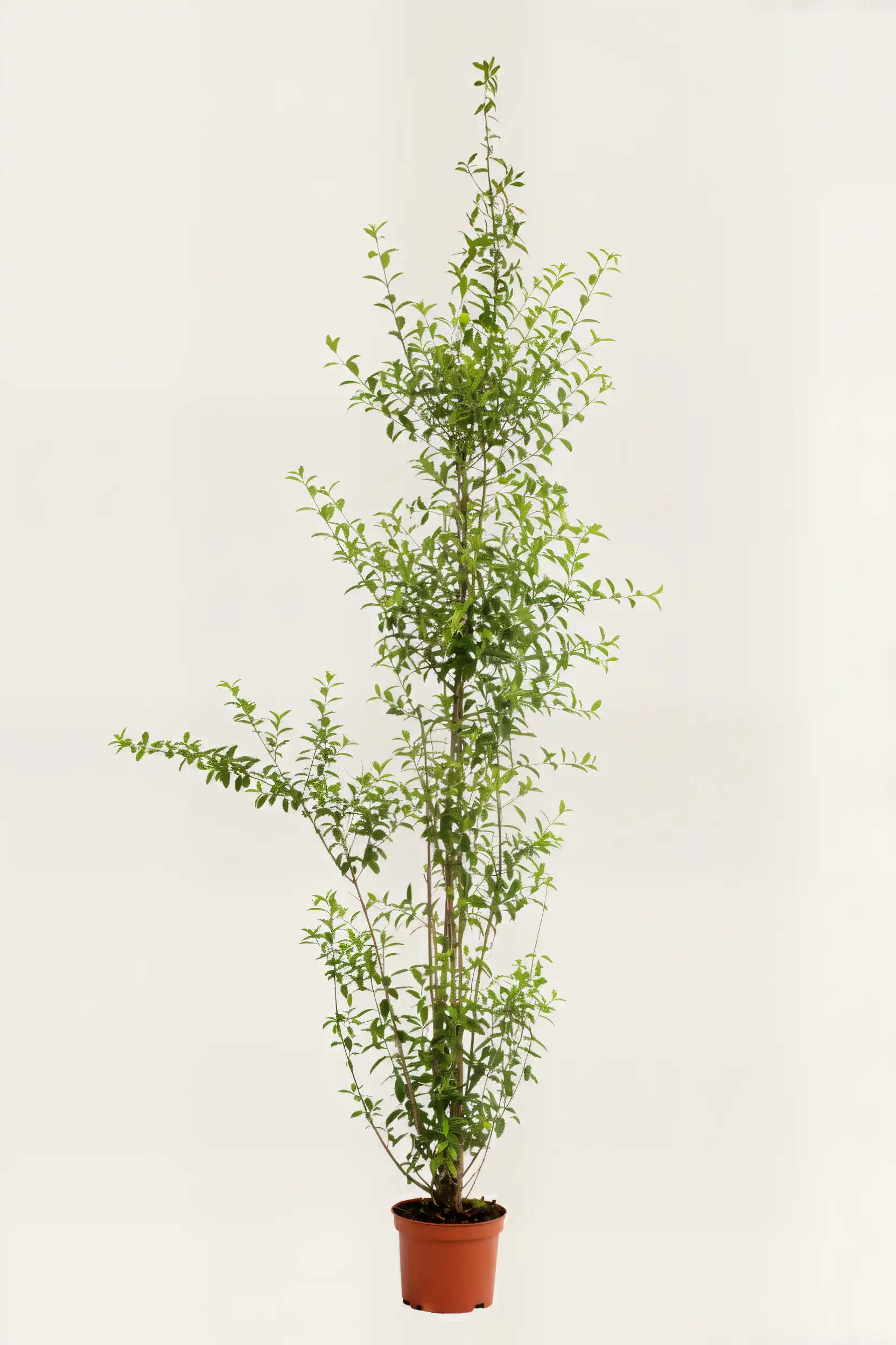 Liguster liga häck Budgetpack i kruka 220-260cm - Ger omedelbar insynsskydd