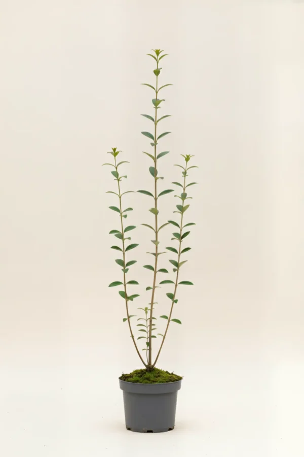 Liguster liga häck Budgetpack i kruka 100-140cm - Ger omedelbar insynsskydd